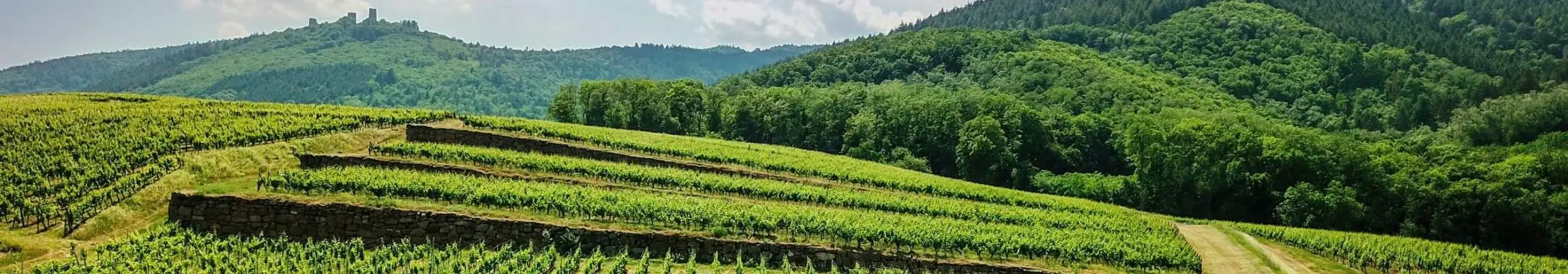 Domaine Barms-Buecher Grands Vins Alsace en Biodynamie